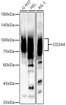 CD244 Antibody in Western Blot (WB)