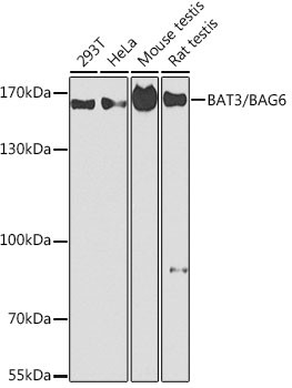 BAG6 Antibody in Western Blot (WB)