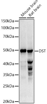 DST Antibody in Western Blot (WB)