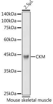 Creatine Kinase MB Antibody in Western Blot (WB)