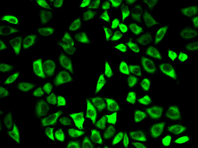 PRDX6 Antibody in Immunocytochemistry (ICC/IF)