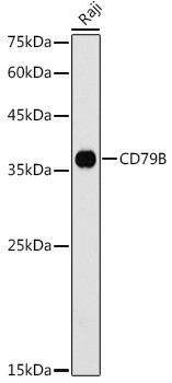 CD79b Antibody in Western Blot (WB)