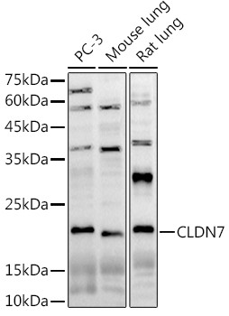 Claudin 7 Antibody in Western Blot (WB)