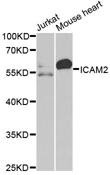 ICAM-2 Antibody in Western Blot (WB)