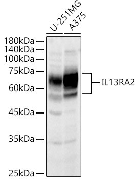 IL13RA2 Antibody in Western Blot (WB)