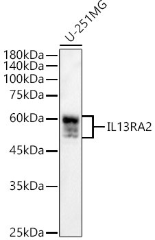 IL13RA2 Antibody in Western Blot (WB)