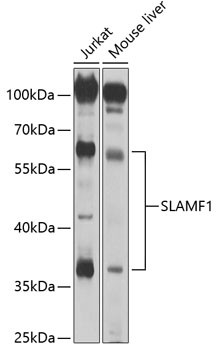 CD150 Antibody in Western Blot (WB)