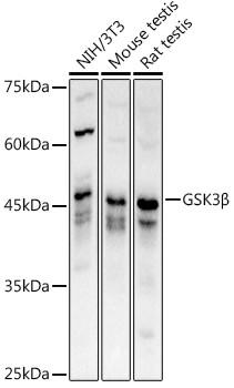 GSK3B Antibody in Western Blot (WB)