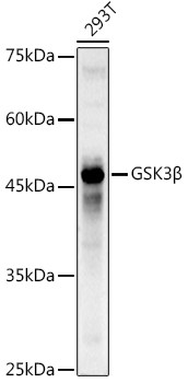 GSK3B Antibody in Western Blot (WB)