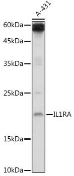 IL1RA Antibody in Western Blot (WB)