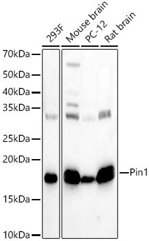 PIN1 Antibody in Western Blot (WB)