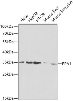 PPA1 Antibody in Western Blot (WB)