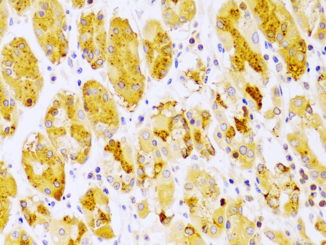 PKC epsilon Antibody in Immunohistochemistry (Paraffin) (IHC (P))