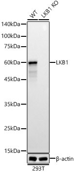 LKB1 Antibody in Western Blot (WB)