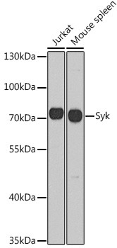 Syk Antibody in Western Blot (WB)