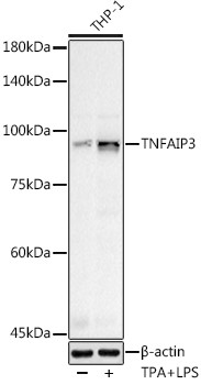 TNFAIP3 Antibody in Western Blot (WB)