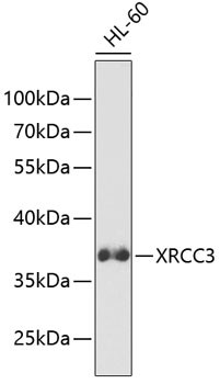 XRCC3 Antibody in Western Blot (WB)