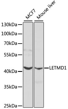 LETMD1 Antibody in Western Blot (WB)