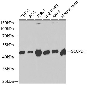 SCCPDH Antibody in Western Blot (WB)