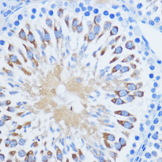 PIWIL1 Antibody in Immunohistochemistry (Paraffin) (IHC (P))