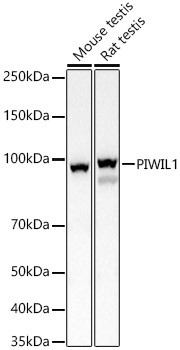 PIWIL1 Antibody in Western Blot (WB)