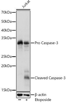 Caspase 3 Antibody in Western Blot (WB)