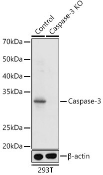 Caspase 3 Antibody in Western Blot (WB)