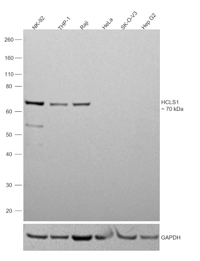 HCLS1 Antibody in Western Blot (WB)