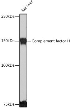 Complement Factor H Antibody in Western Blot (WB)