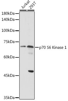 p70 S6 Kinase Antibody in Western Blot (WB)