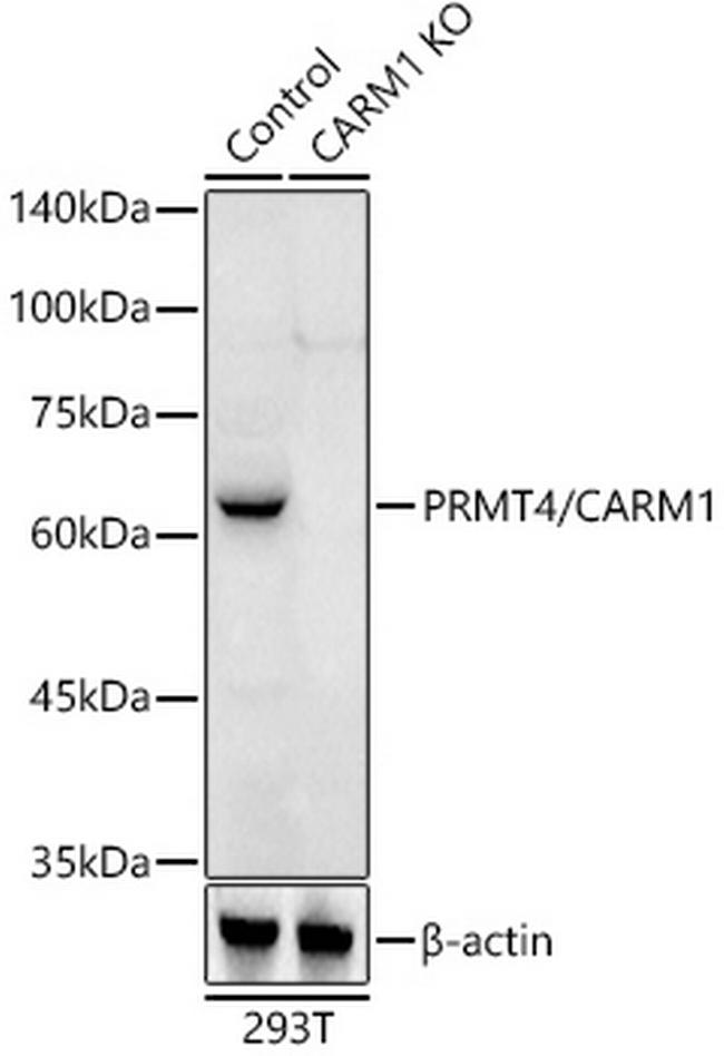 PRMT4 Antibody