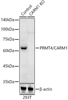 PRMT4 Antibody in Western Blot (WB)