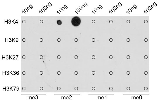 H3K4me2 Antibody in Dot Blot (DB)