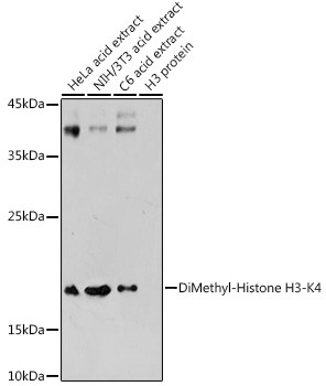 H3K4me2 Antibody in Western Blot (WB)