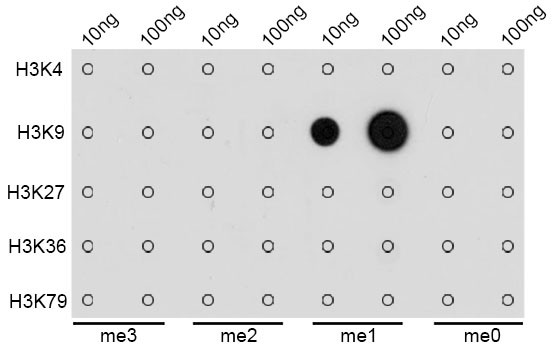 H3K9me1 Antibody in Dot Blot (DB)