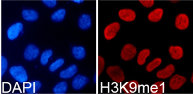 H3K9me1 Antibody in Immunocytochemistry (ICC/IF)