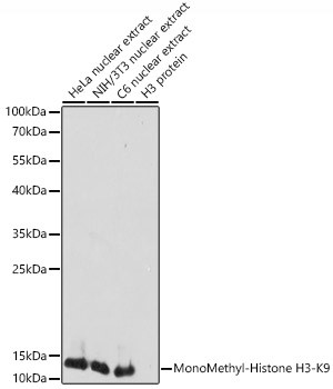 H3K9me1 Antibody in Western Blot (WB)