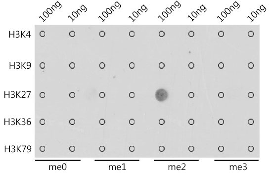 H3K27me2 Antibody in Dot Blot (DB)