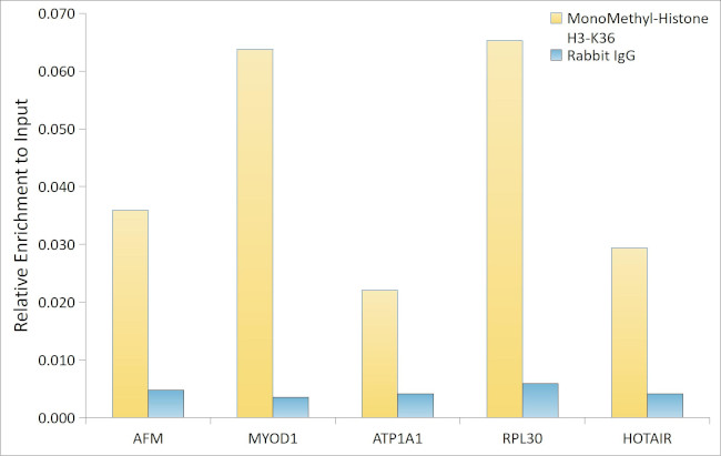 H3K36me1 Antibody in ChIP Assay (ChIP)