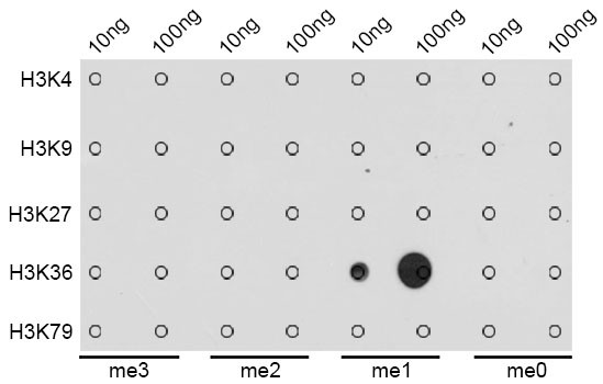 H3K36me1 Antibody in Dot Blot (DB)