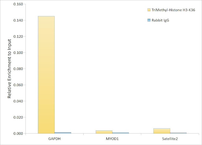 H3K36me3 Antibody in ChIP Assay (ChIP)