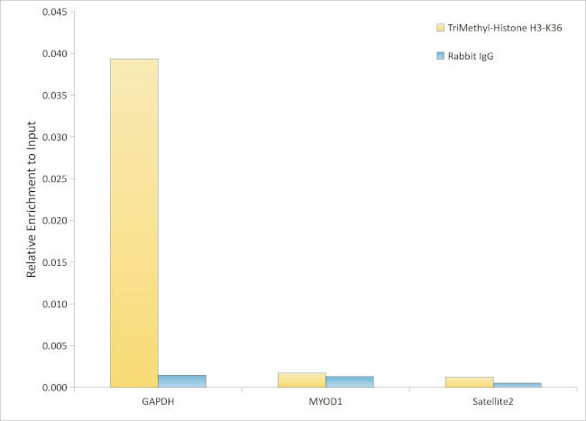 H3K36me3 Antibody in ChIP Assay (ChIP)