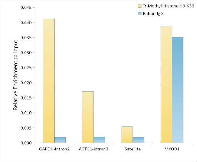 H3K36me3 Antibody in ChIP Assay (ChIP)