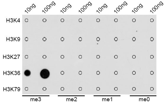 H3K36me3 Antibody in Dot Blot (DB)