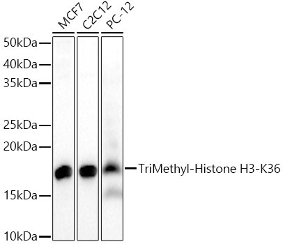 H3K36me3 Antibody in Western Blot (WB)