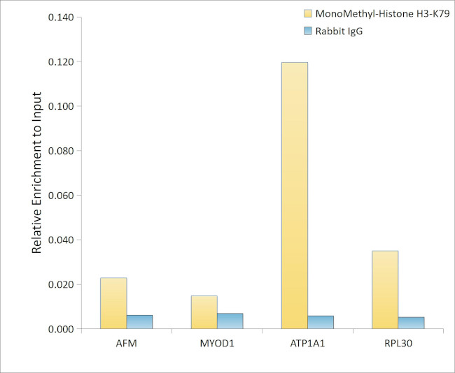 H3K79me1 Antibody in ChIP Assay (ChIP)