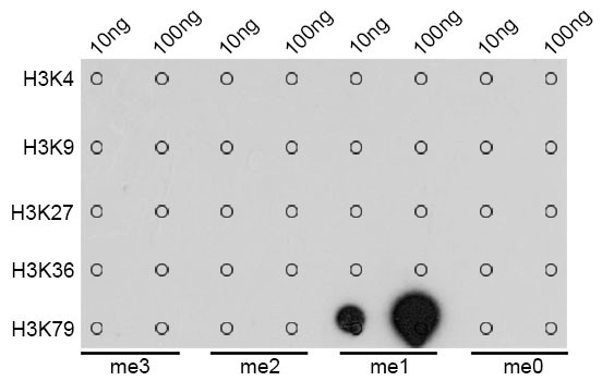 H3K79me1 Antibody in Dot Blot (DB)