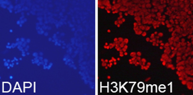 H3K79me1 Antibody in Immunocytochemistry (ICC/IF)