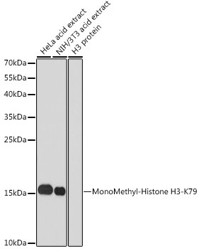 H3K79me1 Antibody in Western Blot (WB)