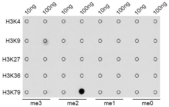 H3K79me2 Antibody in Dot Blot (DB)